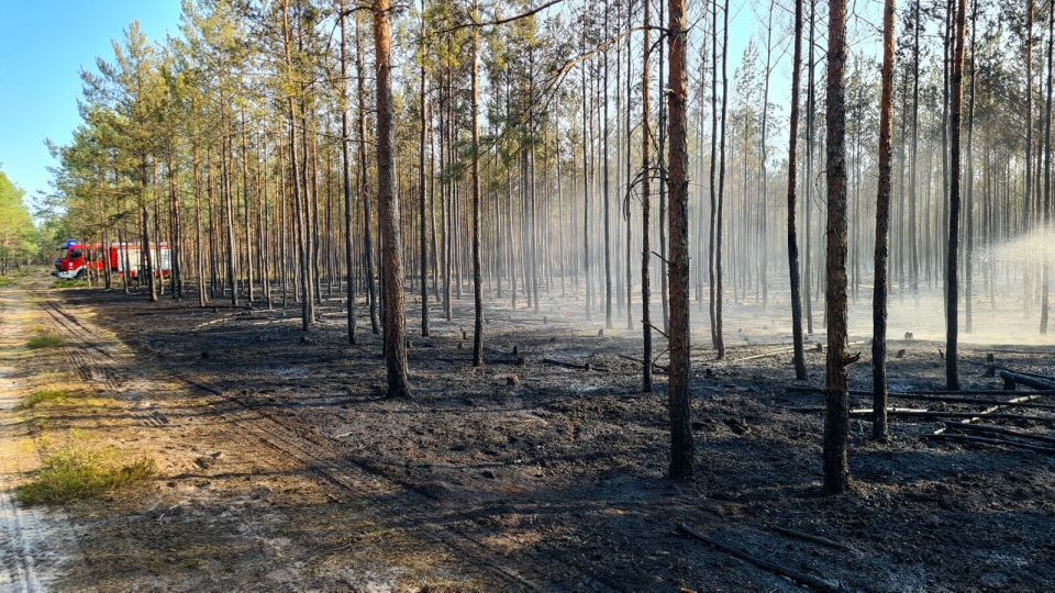 Pożar lasu koło Nowogrodu Bobrzańskiego. W akcji 14 zastępów straży pożarnej