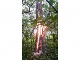 Pożar drzewa po uderzeniu pioruna. 3 zastępy straży pożarnej w akcji! (FILM)