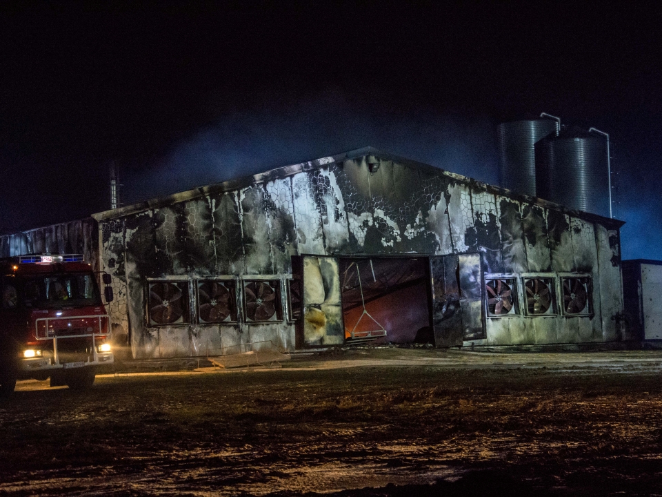 Potężny pożar kurnika w Swarzynicach koło Sulechowa. Około 32 tys. kurczaków spłonęło żywcem (ZDJĘCIA, FILM)