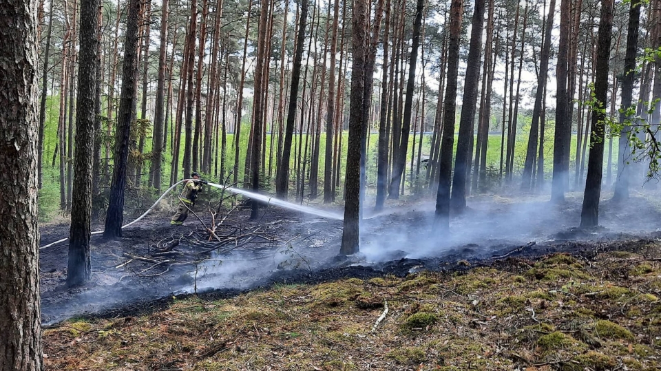 Pożar koło Zielonej Góry. Spłonęło kilkadziesiąt arów ścioły w lesie (ZDJĘCIA)