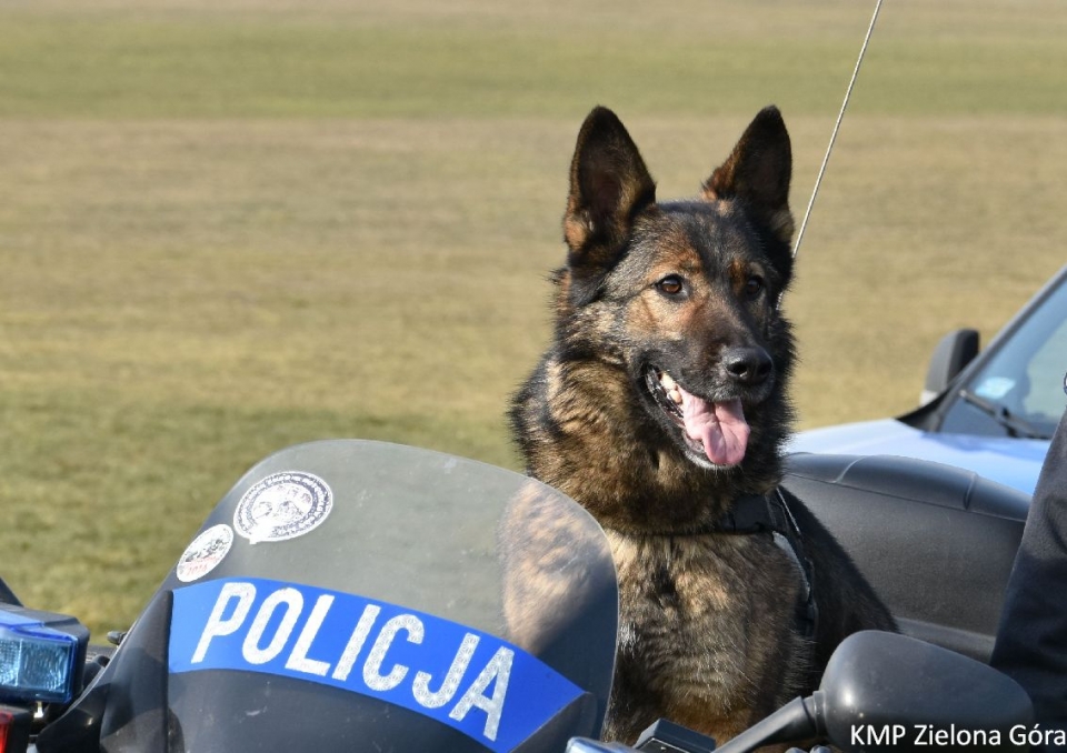 Policyjny pies, który jeździ motocyklem