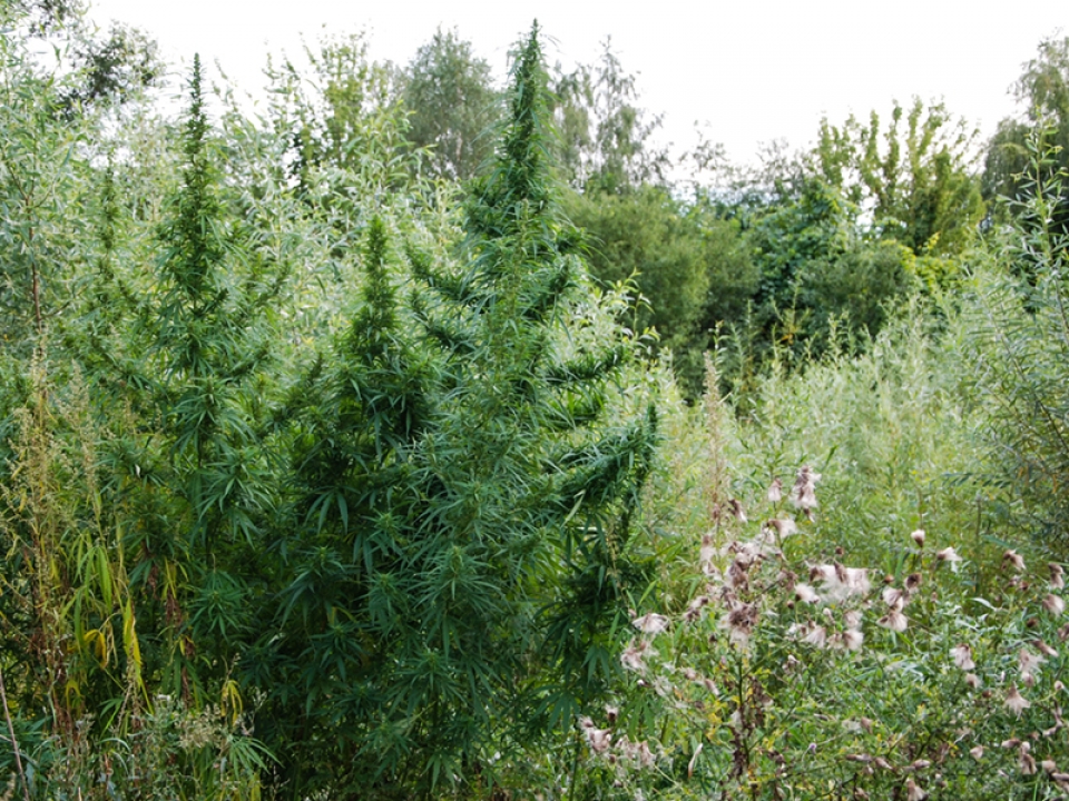 Marihuana z prawie dwóch tysięcy krzewów nie trafi na rynek (ZDJĘCIA i FILM)