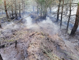 Pożar młodnika w Tarnawie. W akcji strażacy, leśnicy oraz samolot gaśniczy (ZDJĘCIA)