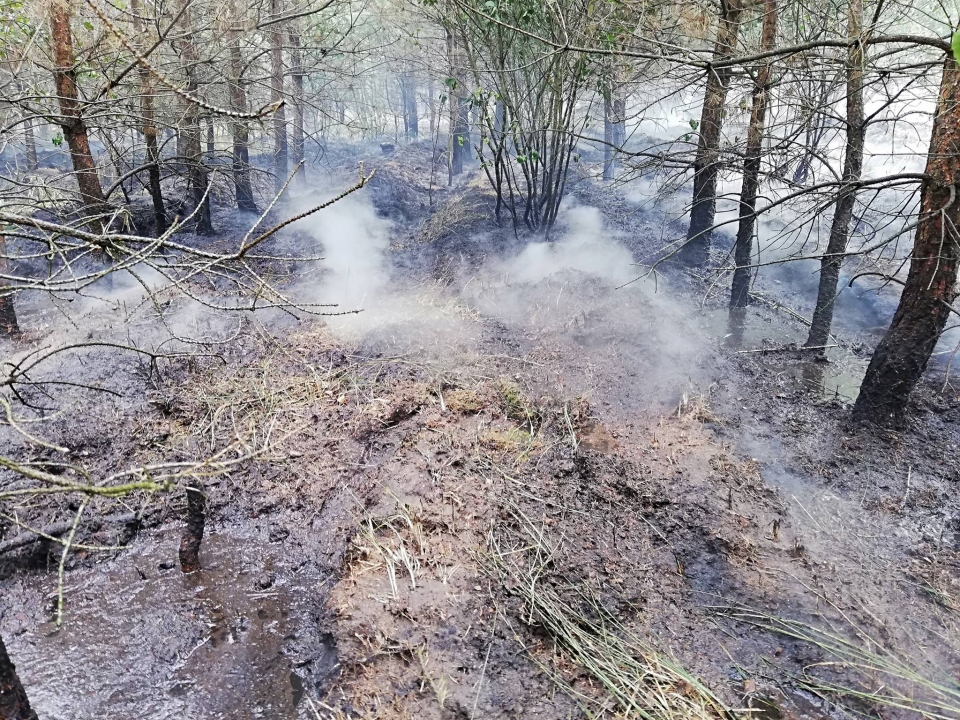 Pożar młodnika w Tarnawie. W akcji strażacy, leśnicy oraz samolot gaśniczy