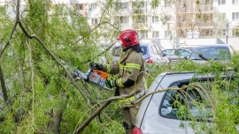 Wietrzna środa. Strażacy z Zielonej Góry i okolic usuwają powalone drzewa (ZDJĘCIA)
