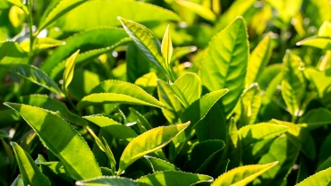 Ekstrakt z zielonej herbaty - poznajcie jego prozdrowotne właściwości