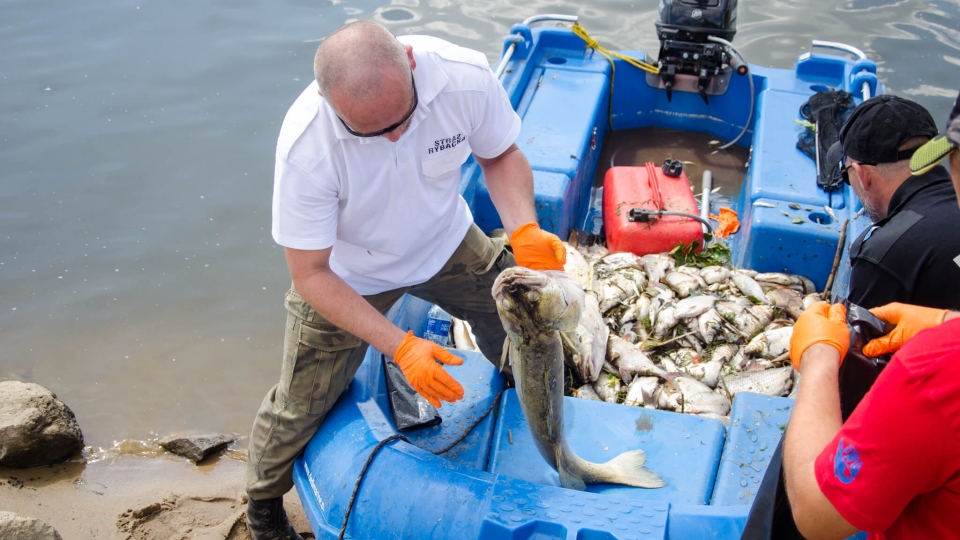 Katastrofa ekologiczna na Odrze. Z rzeki wyławia się tysiące śniętych ryb