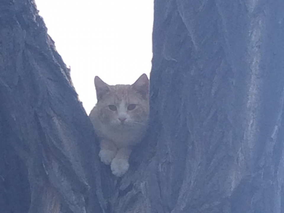 Mały kotek nie może zejść z drzewa. Może to czyjaś zguba?