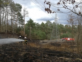 Zerwana linia energetyczna przyczyną pożaru lasu w Starym Kurowie (ZDJĘCIA)