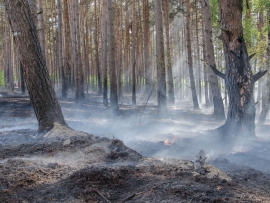 Czarna: Pożar lasu, spłonęło 1,5 hektara. W akcji 9 zastępów straży pożarnej (ZDJĘCIA, FILM)