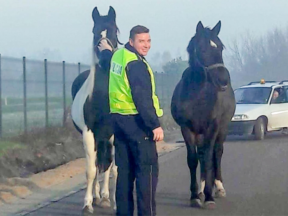 Konie poszły w cug. Policjanci za nimi