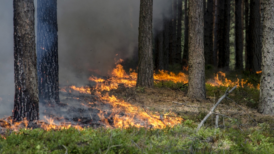 Ogromny pożar lasu przy granicy z Polską. Spłonęło blisko 800 hektarów!