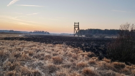 Pożar nieużytków pod Nowogrodem Bobrzańskim. Z ogniem walczyło 9 zastępów straży pożarnej