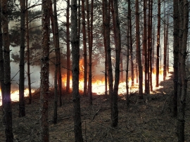Ogromny pożar lasu w Rąpicach. Płomienie wysoko strzelały do góry. - Istne piekło - mówią strażacy (ZDJĘCIA)