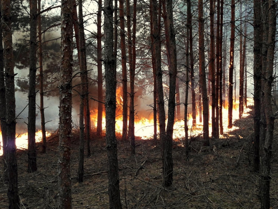 Ogromny pożar lasu w Rąpicach. Płomienie wysoko strzelały do góry. - Istne piekło - mówią strażacy