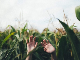 Nielegalnie zatrudnieni Ukraińcy w gospodarstwie. Trójka próbowała ukryć się w polu kukurydzy
