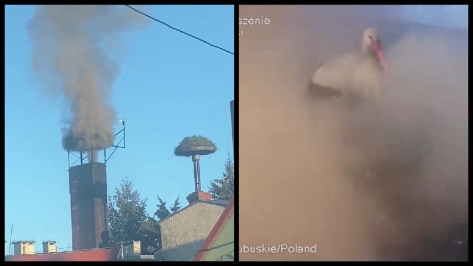 Jasień: Dym z komina leciał na bociany