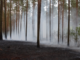 Pożar w Parku Piastowskim w Zielonej Górze (ZDJĘCIA)