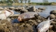 Przebadano martwe ryby z Odry. Minister Klimatu podała wstępne wyniki