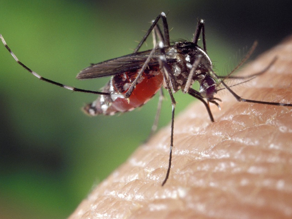 Kłujący problem. Najwięcej komarów wykluje się na przełomie czerwca i lipca
