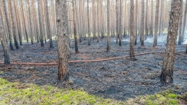 Pożar lasu w Zielonej Górze. Spłonęło kilka arów leśnej ścioły (ZDJĘCIA)