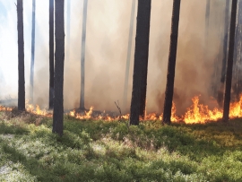 Rudna: Pożar ścioły w lesie. Dym mocno utrudniał widoczność (ZDJĘCIA)