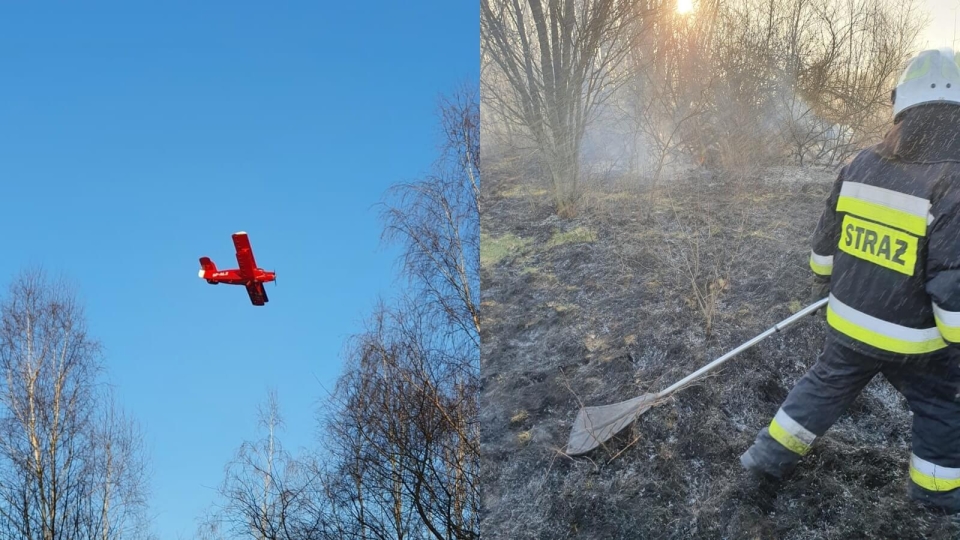 Pożar w Krośnie Odrzańskim. Płonęły trawy i drzewa. Wezwano samolot gaśniczy (ZDJĘCIA)