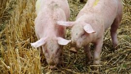Ognisko ASF pod Świebodzinem! W gospodarstwie blisko 16 tys. świń!