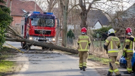 Wietrzna sobota. Strażacy z powiatu zielonogórskiego usuwali powalone drzewa (ZDJĘCIA)