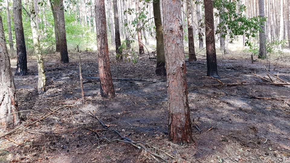 Pożar lasu w pobliżu Świdnicy. Prawdopodobnie było to podpalenie (ZDJĘCIA)