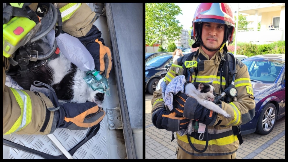 Gorzów Wlkp.: Pożar mieszkania w bloku. Strażacy uratowali kota!