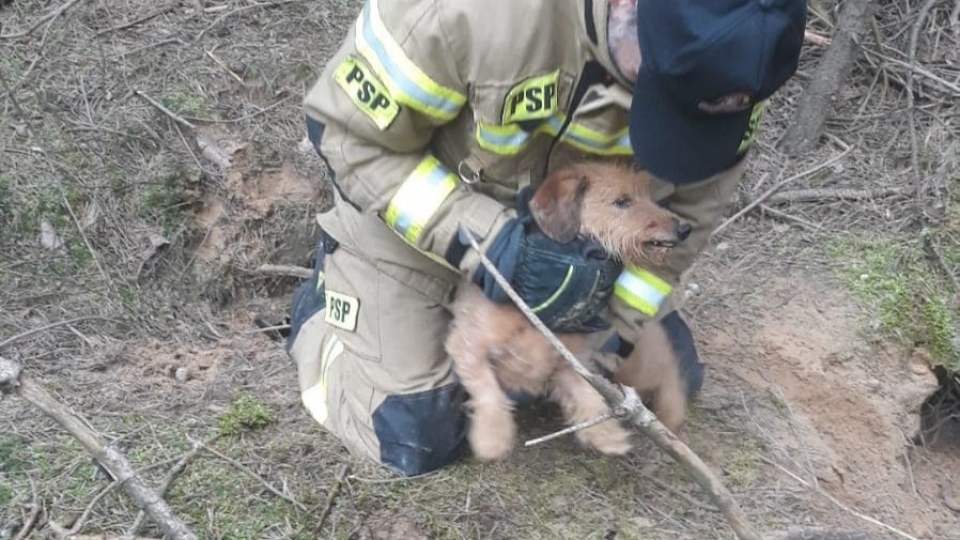 Pies utknął w zwierzęcej norze. Z pomocą przyjechali strażacy (ZDJĘCIA)