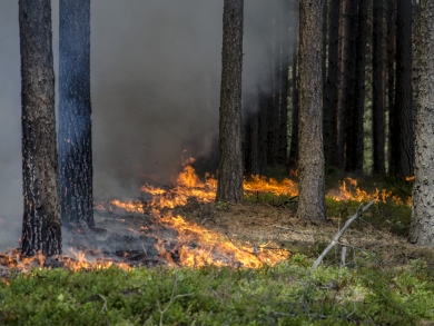 Najwyższy stopień zagrożenia pożarowego w lubuskich lasach
