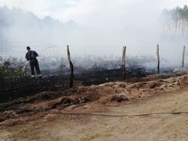 Pożar młodnika w Nietkowicach. W akcji strażacy z dwóch powiatów (ZDJĘCIA)