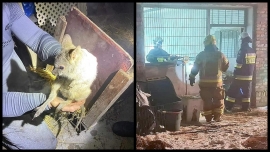Pożar słomy w budynku gospodarczym. Strażacy ewakuowali pięć małych kangurów (ZDJĘCIA)