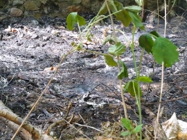 Podpalenie ściółki leśnej w Gorzowie Wlkp