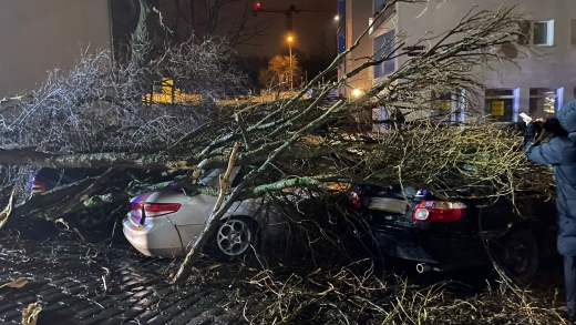 Orkan Eunice. Drzewo spadło na pięć samochodów w Gorzowie Wielkopolskim (ZDJĘCIA)