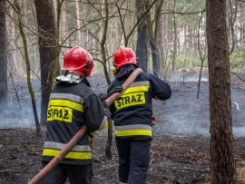 Pożar lasu i młodnika w Zielonej Górze. W akcji 3 zastępy straży pożarnej (ZDJĘCIA)