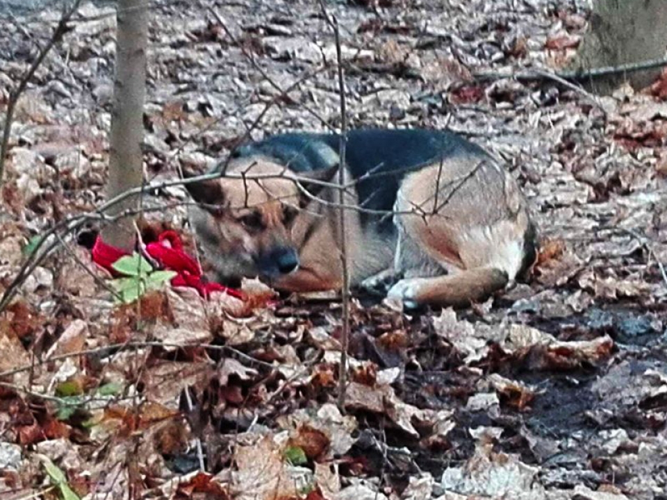 Właścicielka psa przywiązanego w lesie ustalona przez policjantów