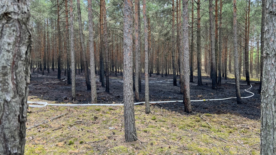 Pożar lasu w Zielonej Górze. Spłonęło kilkanaście arów ścioły (ZDJĘCIA)