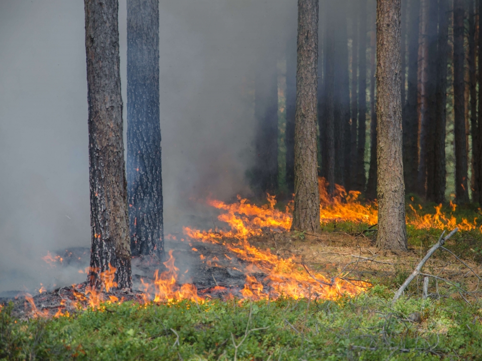 Pożar lasu w Parku Piastowskim w Zielonej Górze (ZDJĘCIA)