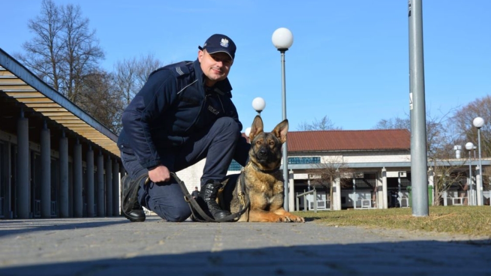 Policja w Zielonej Górze ma nowego psa. Ora patroluje już miasto (ZDJĘCIA)