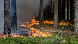 Duży pożar lasu koło Gorzowa. Podpalacz podłożył ogień już osiem razy (ZDJĘCIA)