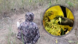 Akcja policji ze Słubic. Zlikwidowano przygraniczną plantację marihuany (ZDJĘCIA)