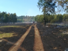 Ogromny pożar traw pod Gubinem. Ogień rozprzestrzenił się do lasu. W akcji samolot gaśniczy (ZDJĘCIA)