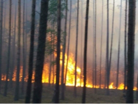 Pożar lasu w pobliżu Rzeczycy. Spłonęły około 2 hektary leśnej ścioły i młodnika (ZDJĘCIA)