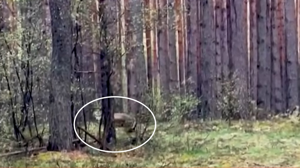 Kto spotyka w lesie... wilka (FILM)
