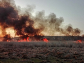 Pożar traw w Nietkowie pod Zieloną Górą. Podpalacze działają tu na potęgę (ZDJĘCIA)