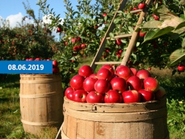 „Jabłoniowy zawrót głowy" w Parku Mużakowskim. Kiermasz ogrodniczy i pokazy kulinarne
