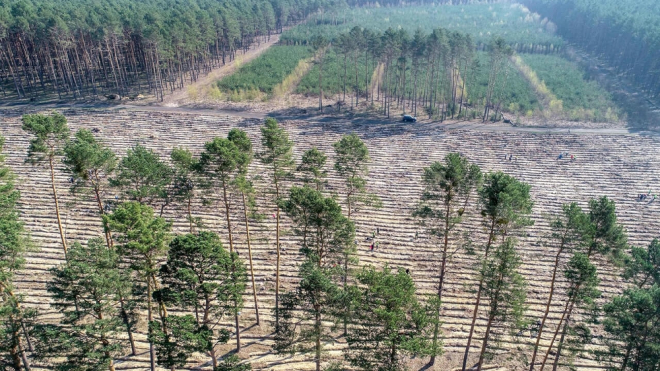 Lubuscy leśnicy posadzą ponad 22 miliony drzew. Ruszyło wiosenne odnowienie lasu